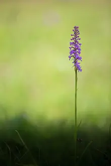 Kalmar: Fragrant Orchid