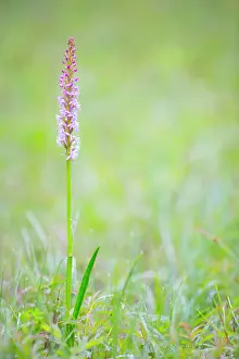 Gotland: Fragrant Orchid