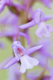 Gotland: Fragrant Orchid
