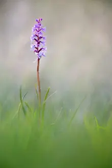 Gotland: Fragrant Orchid