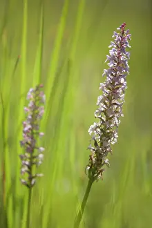 Gymnadenia: Fragrant Orchid