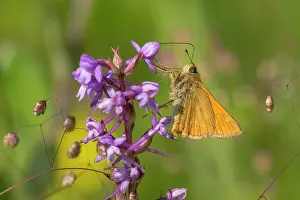 Skipper: Fragrant Orchid