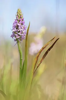 Orchid: Fragrant Orchid