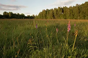 Orchid: Fragrant Orchid