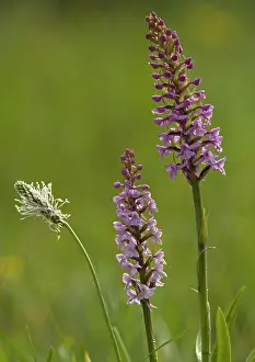 Gymnadenia: Fragrant orchid, early morning, with hoary plantain