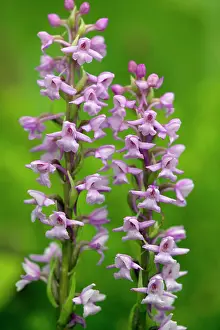 Gymnadenia: Fragrant orchid in flower