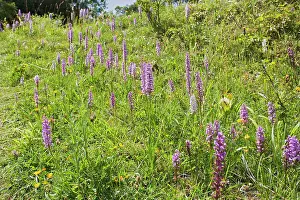 Gymnadenia: Fragrant Orchid - mass of blooms in meadow