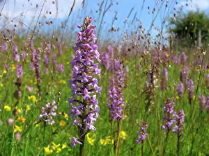 Gymnadenia: Fragrant Orchid - Walbury Hill