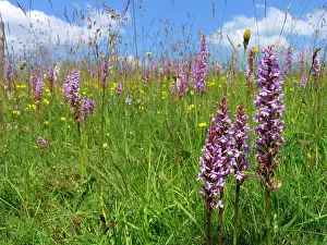 Gymnadenia: Fragrant Orchid - Walbury Hill