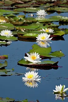 Marion: Fragrant Water Lily (Nymphaea odorata) on