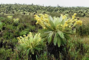 Espeletia: Frailejon / Espletia plant