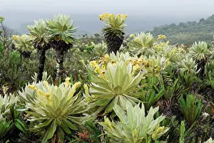Espeletia: Frailejon / Espletia plant