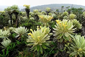 Espeletia: Frailejon / Espletia plant