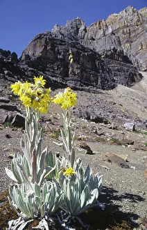 Parched: Frailejon plant