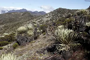 Espeletia: Frailejone