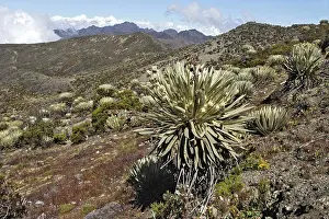 Espeletia: Frailejone