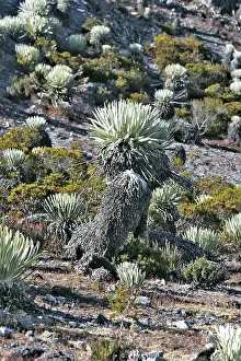 Espeletia: Frailejone
