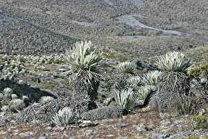 Espeletia: Frailejone