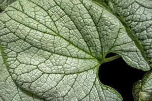 Frames: Full frame green and white bicolor leaves in black back