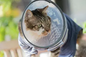 Anti: France, Alsace, Bas-Rhin, chat domestique avec une
