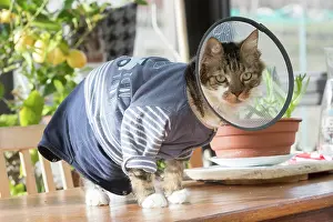 Anti: France, Alsace, Bas-Rhin, chat domestique avec une