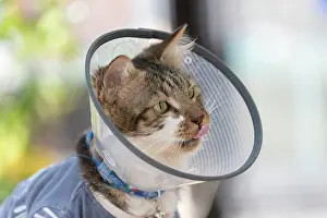 Anti: France, Alsace, Bas-Rhin, chat domestique avec une