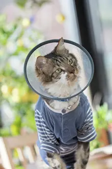Anti: France, Alsace, Bas-Rhin, chat domestique avec une