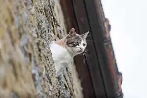 Personne: CAT