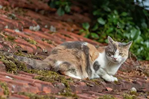 Personne: CAT