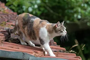 Personne: CAT