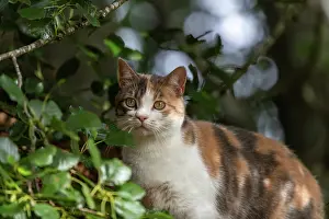 Personne: CAT