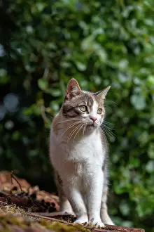 Personne: CAT