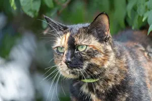 Personne: CAT