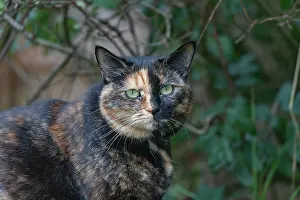 Personne: CAT