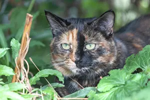 Personne: CAT