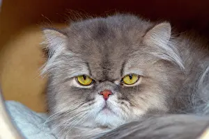 Race: France, Alsace, Bas-Rhin, Chat Siamois, chat de