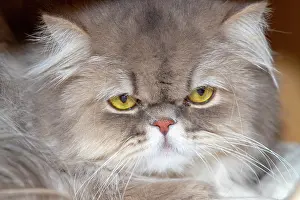 Race: France, Alsace, Bas-Rhin, Chat Siamois, chat de