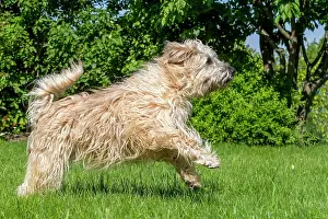 Automne: France, Alsace, Bas-Rhin, terrier irlandais poil