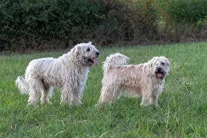 Race: France, Alsace, Bas-Rhin, terrier irlandais poil