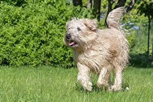 Rhin: France, Alsace, Bas-Rhin, terrier irlandais poil