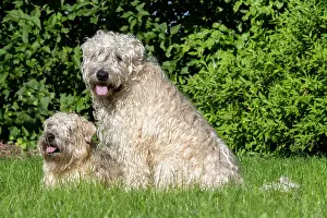 Rhin: France, Alsace, Bas-Rhin, terrier irlandais poil