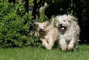 Rhin: France, Alsace, Bas-Rhin, terrier irlandais poil