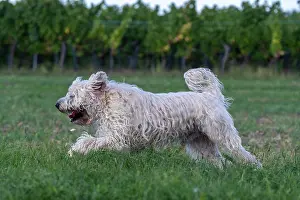 Chien: France, Alsace, Bas-Rhin, terrier irlandais poil
