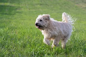 Chien: France, Alsace, Bas-Rhin, terrier irlandais poil