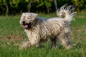 Chien: France, Alsace, Bas-Rhin, terrier irlandais poil