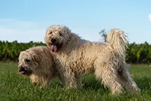 Race: France, Alsace, Bas-Rhin, terrier irlandais poil