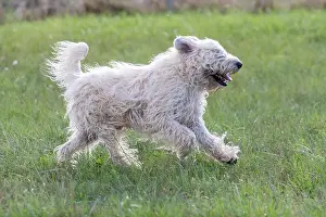 Chien: France, Alsace, Bas-Rhin, terrier irlandais poil