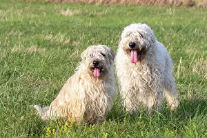 Race: France, Alsace, Bas-Rhin, terrier irlandais poil