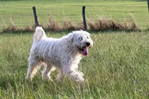 Chien: France, Alsace, Bas-Rhin, terrier irlandais poil