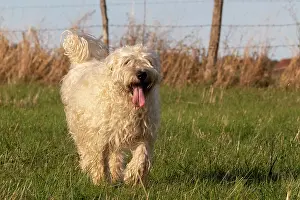 Chien: France, Alsace, Bas-Rhin, terrier irlandais poil